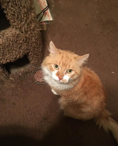 Nash the cat