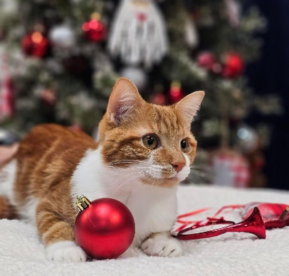 Ralphie the cat